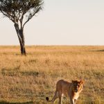3 Day Masai Mara Safari Itinerary for Short Trips