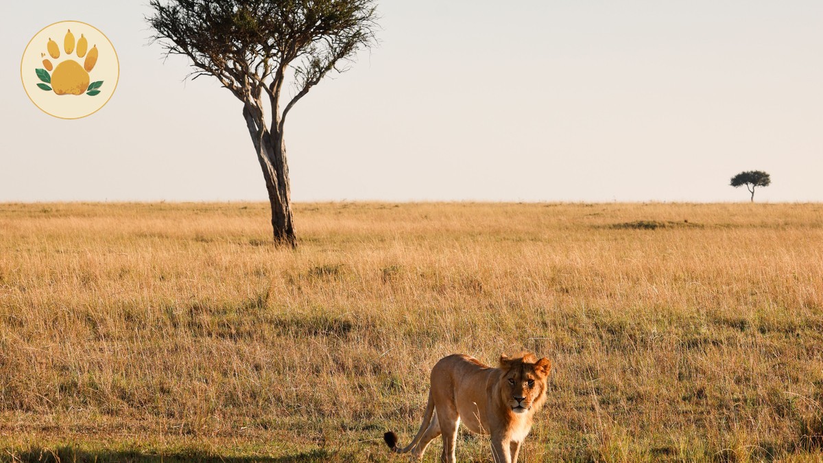 3 Day Masai Mara Safari Itinerary for Short Trips