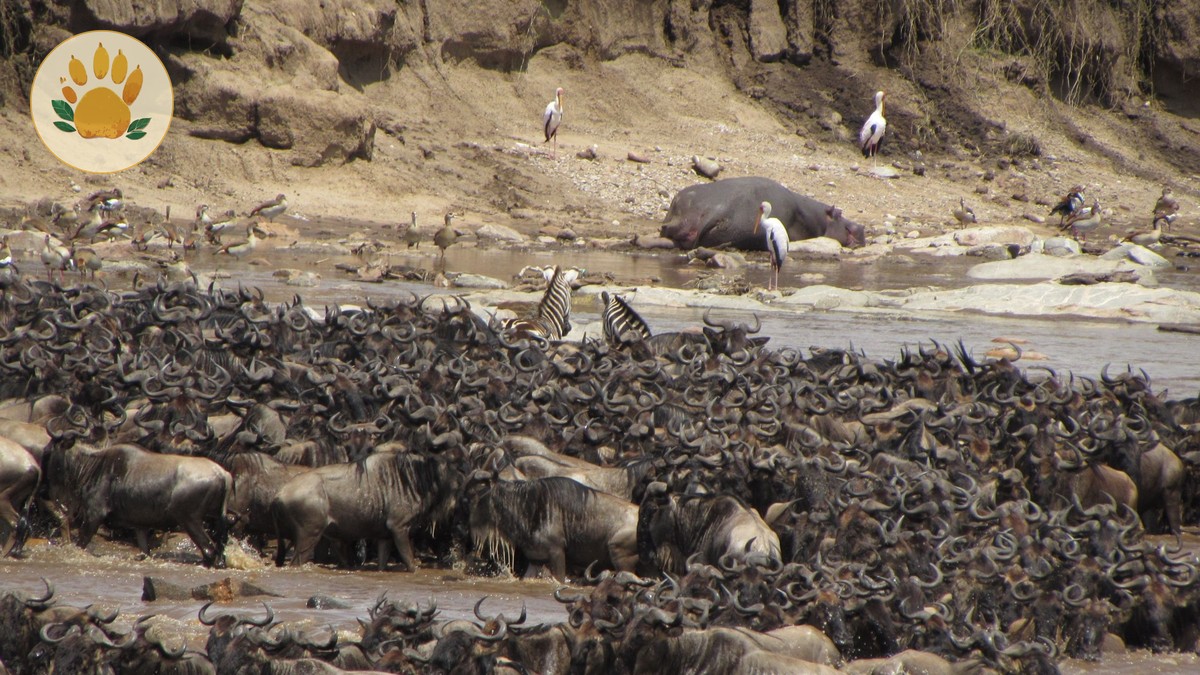 3 Day Masai Mara Safari Itinerary for Short Trips - photo 1