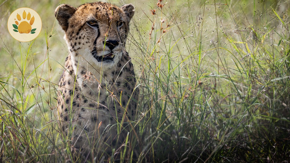 3 Day Masai Mara Safari Itinerary for Short Trips - photo 2
