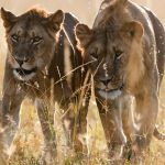 Is a 3-Day Masai Mara Safari Worth It? Honest Guide
