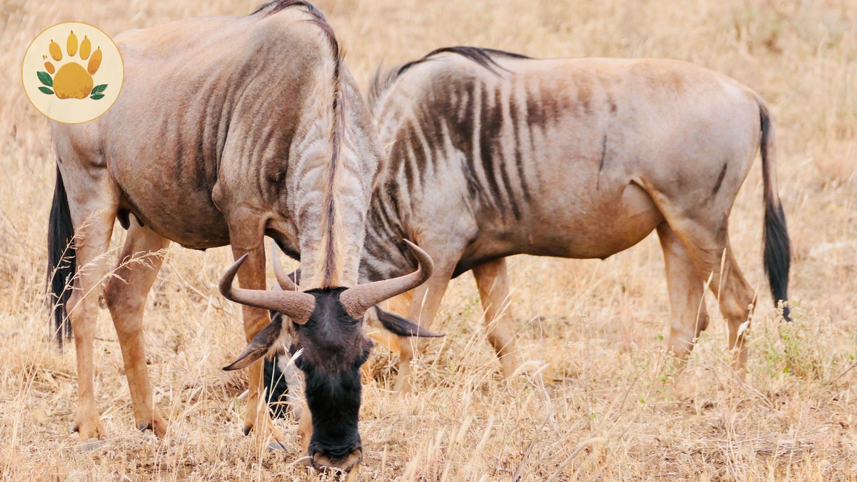 Is a 3-Day Masai Mara Safari Worth It? Honest Guide - photo 1