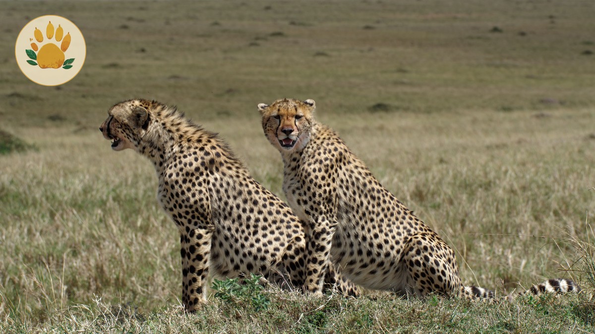Is a 3-Day Masai Mara Safari Worth It? Honest Guide - photo 2