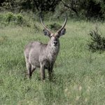 The Perfect 5 Day Kenya Safari Itinerary (2026)