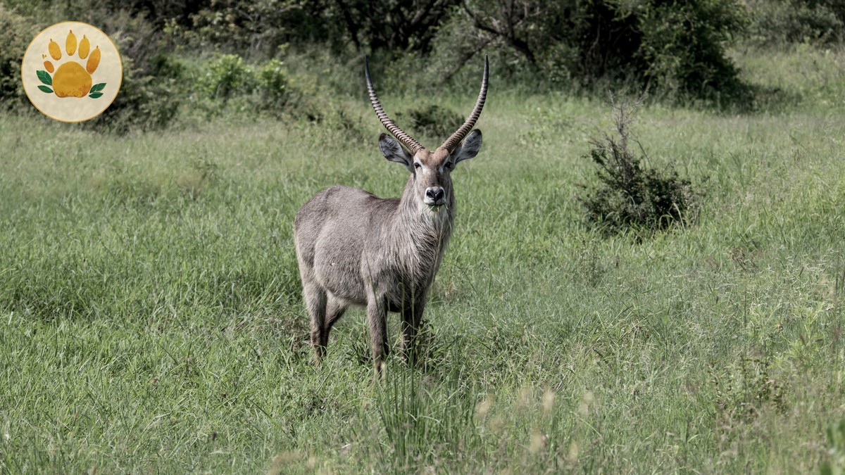 The Perfect 5 Day Kenya Safari Itinerary (2026)