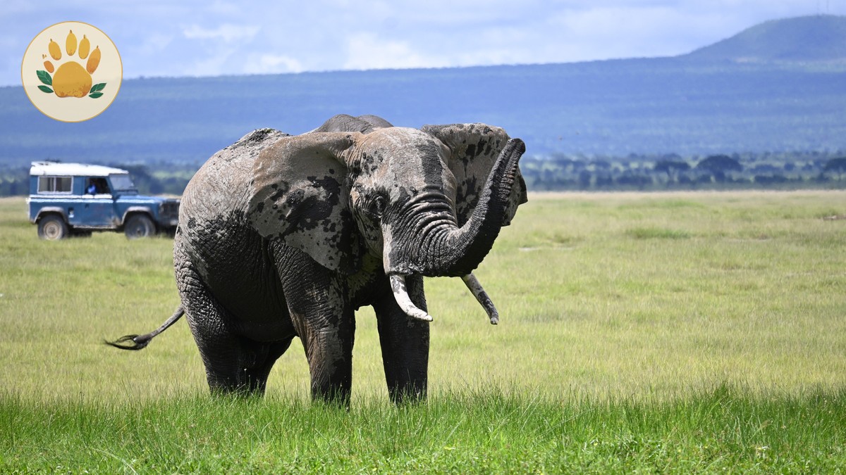 The Perfect 5 Day Kenya Safari Itinerary (2026) - photo 2
