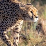 The Perfect 7-Day Kenya Safari Itinerary
