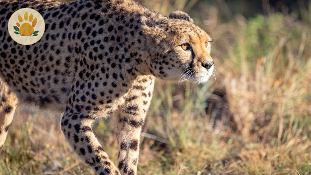 The Perfect 7-Day Kenya Safari Itinerary