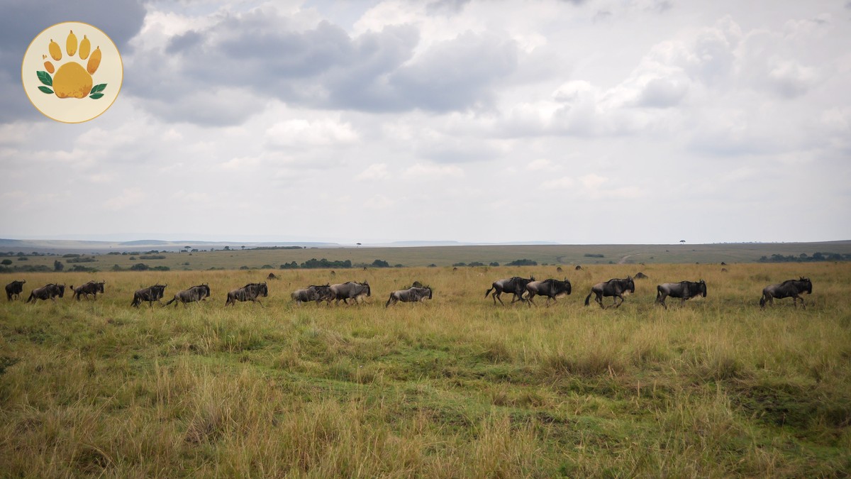 The Perfect 7-Day Kenya Safari Itinerary - photo 2