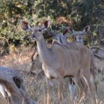 Aberdare National Park Safari Guide: 2026 Fees & Wildlife