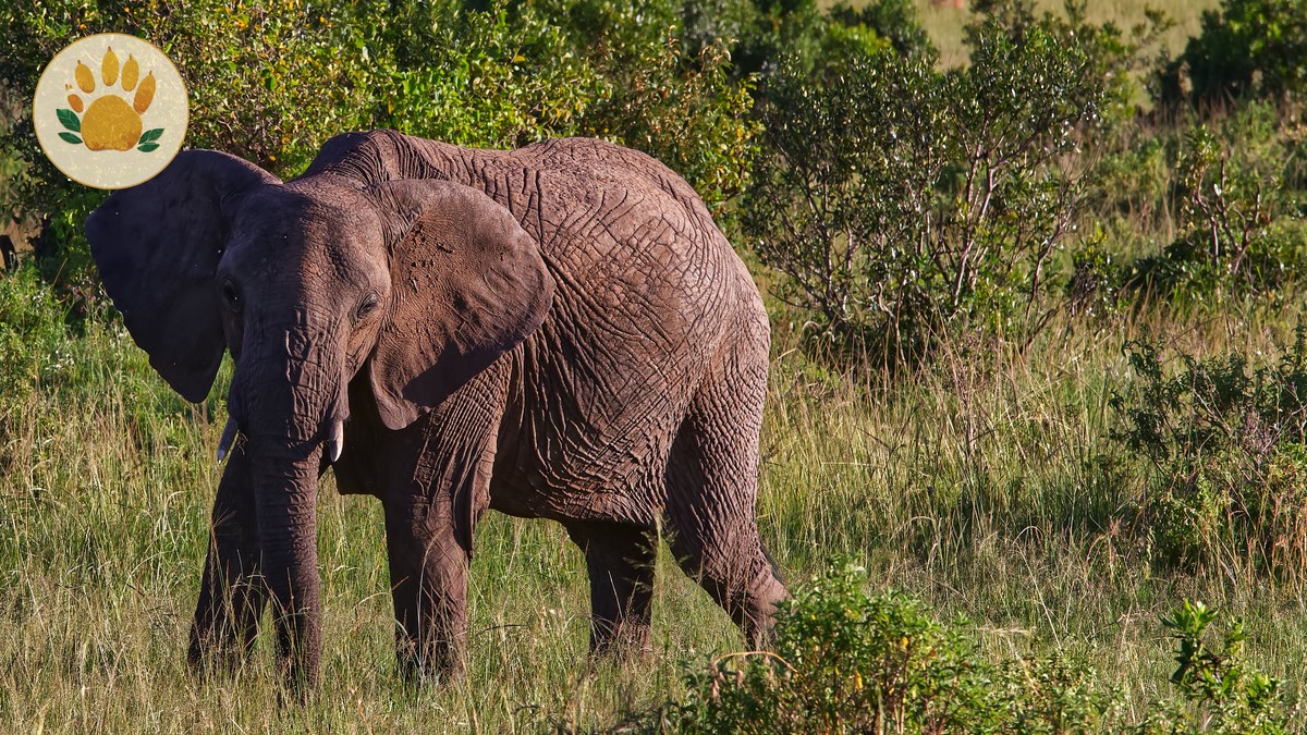 Aberdare National Park Safari Guide: 2026 Fees & Wildlife - photo 2