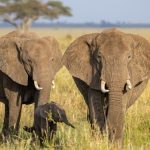 Amboseli Day Trip from Nairobi: What to Expect