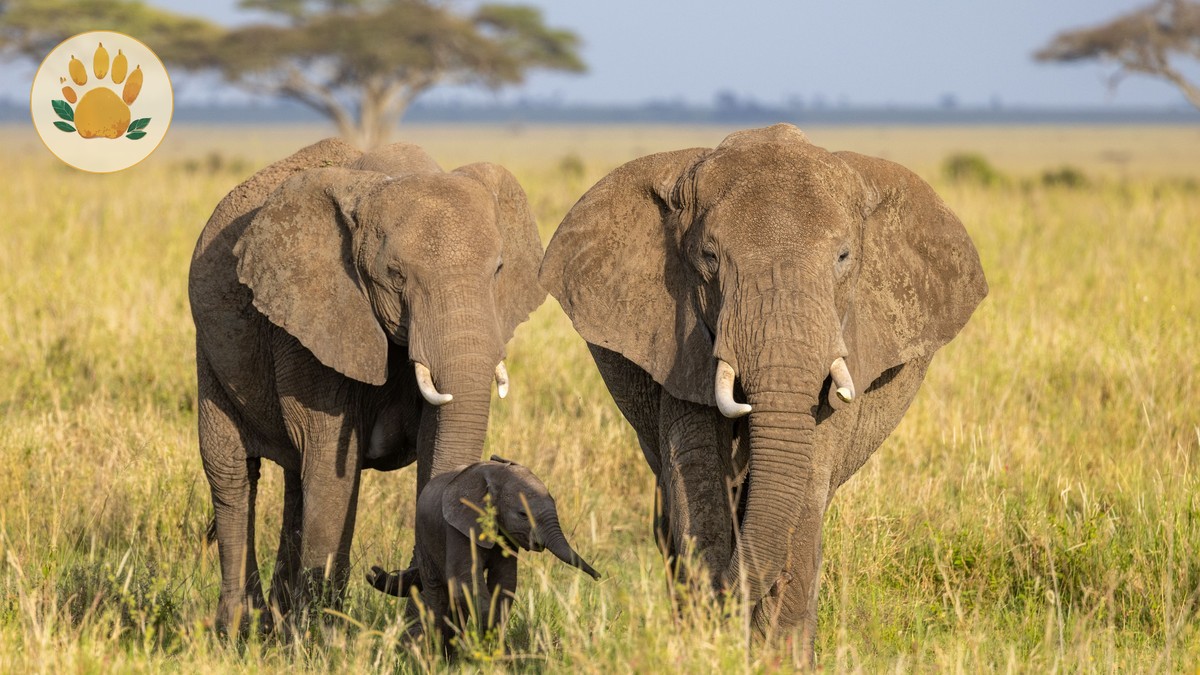 Amboseli Day Trip from Nairobi: What to Expect