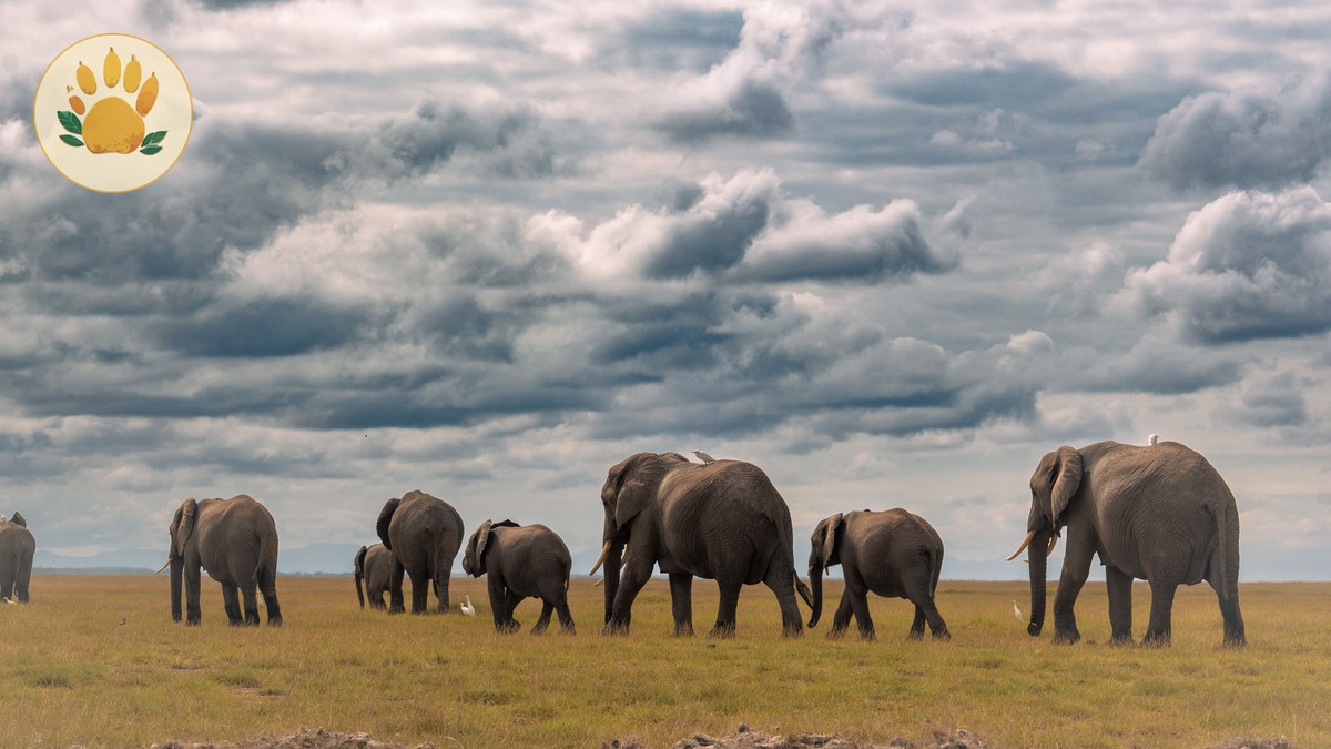Amboseli Day Trip from Nairobi: What to Expect - photo 1