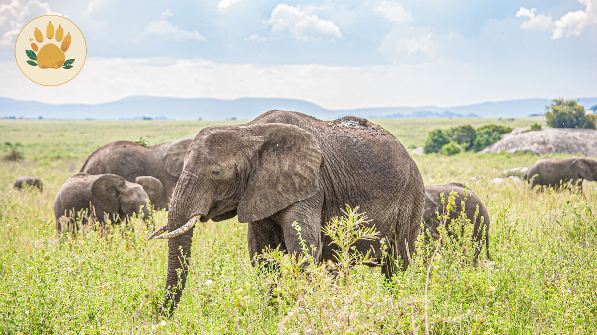 Amboseli Day Trip from Nairobi: What to Expect - photo 2