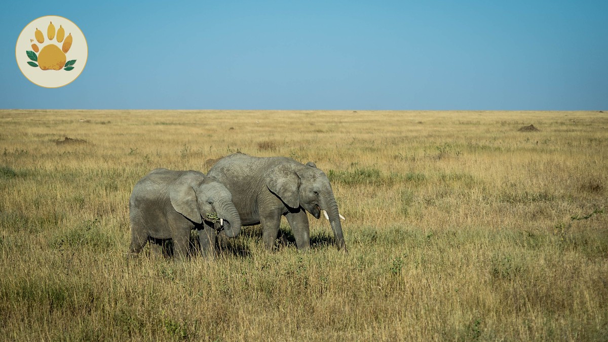 Best Month for Amboseli Kilimanjaro Views (2026 Guide) - photo 1