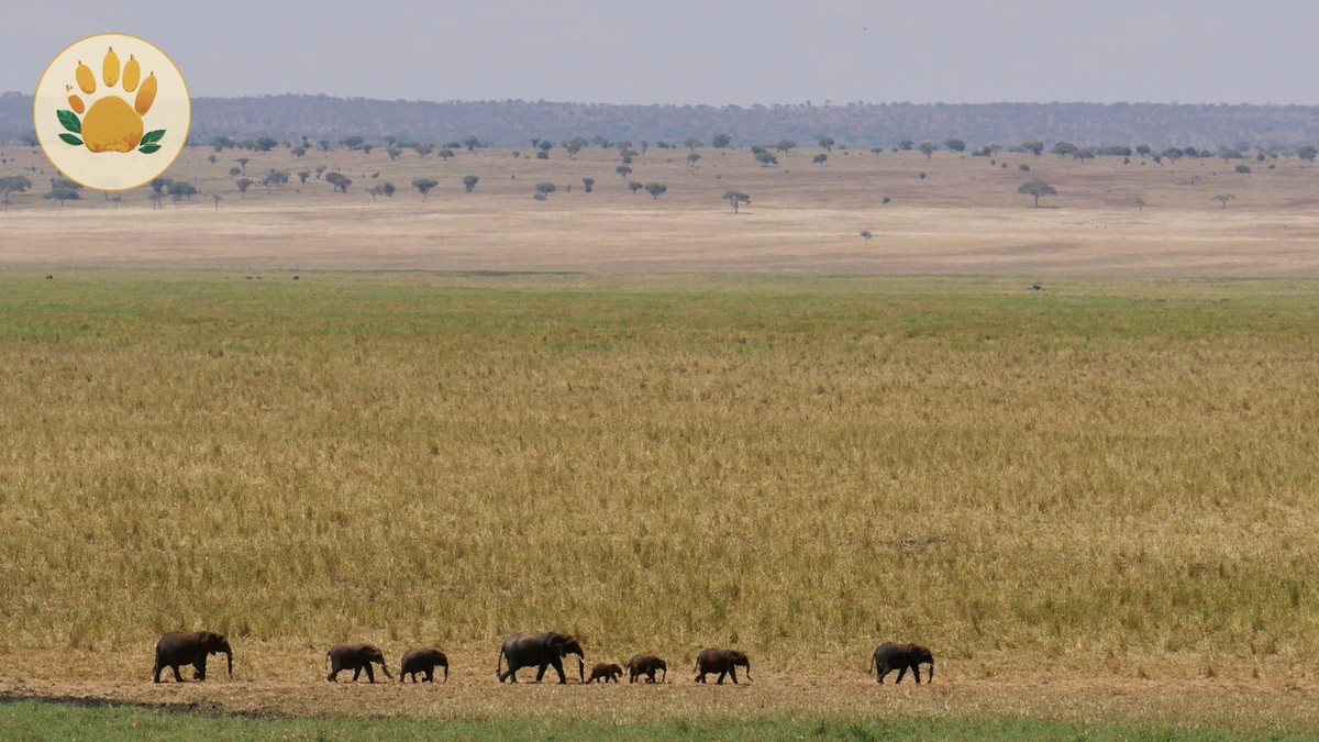 Best Month for Amboseli Kilimanjaro Views (2026 Guide) - photo 2