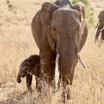 Amboseli vs Tsavo Comparison: Which Park to Pick