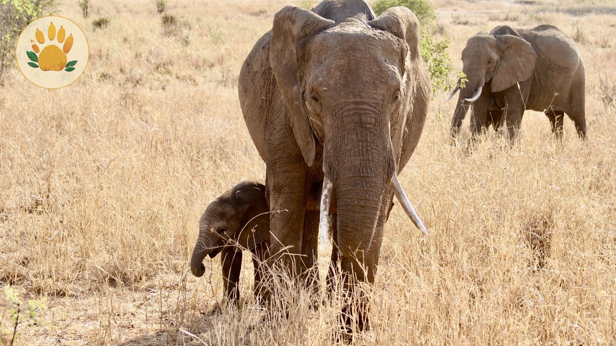 Amboseli vs Tsavo Comparison: Which Park to Pick