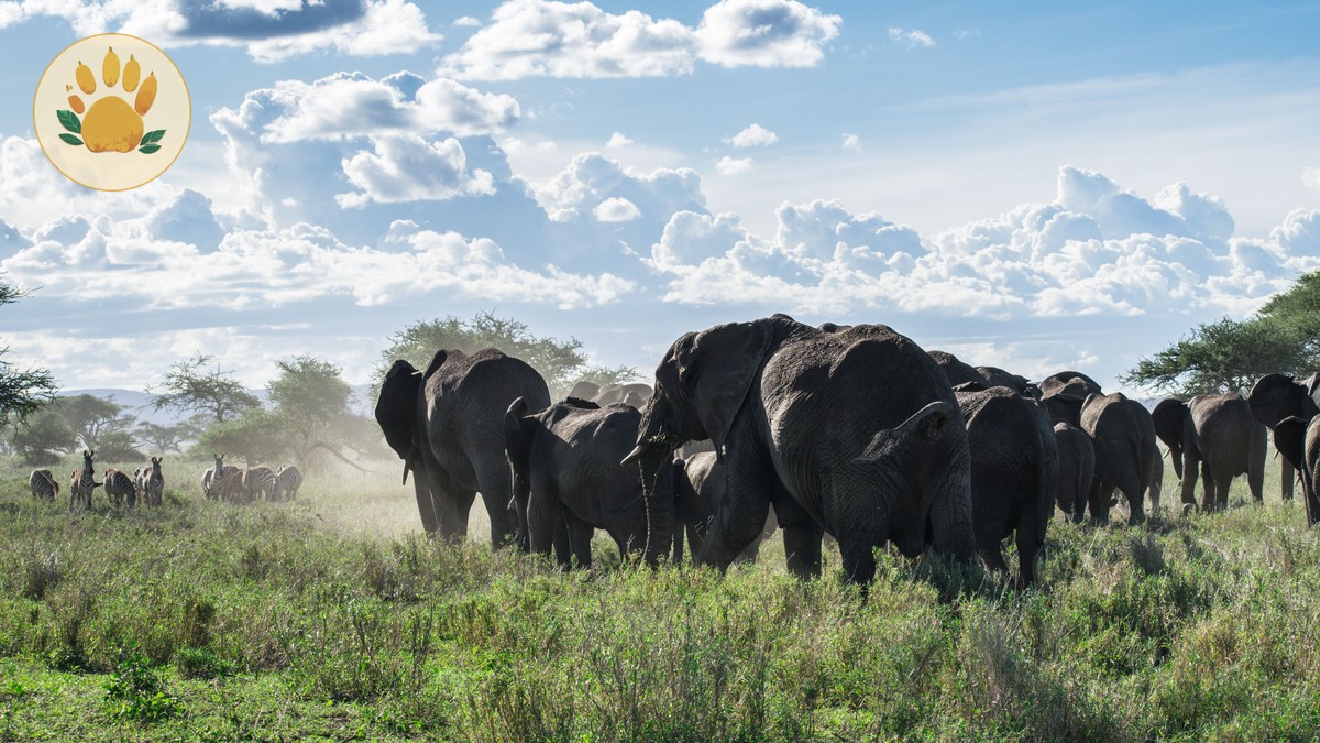 Amboseli vs Tsavo Comparison: Which Park to Pick - photo 1