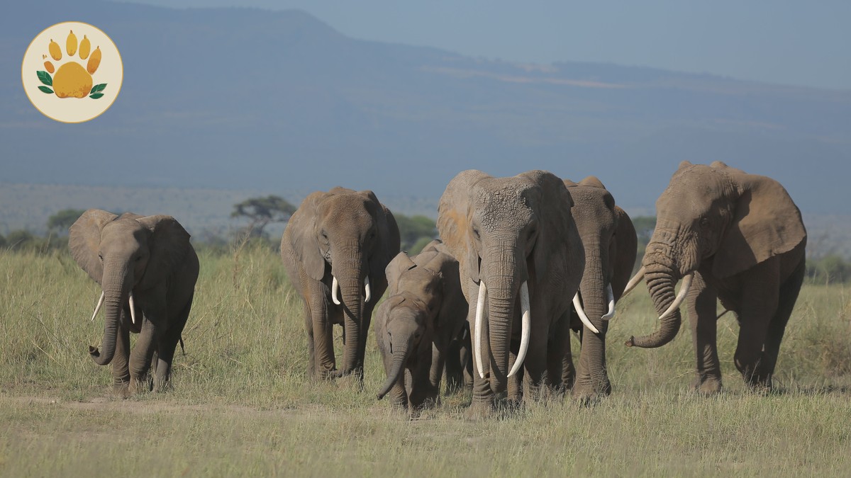 Amboseli vs Tsavo Comparison: Which Park to Pick - photo 2
