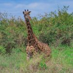 Best Backpacker Hostels in Nairobi Before Your Safari