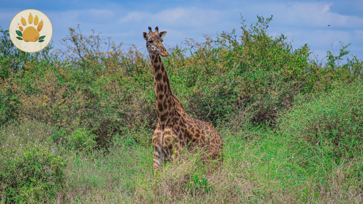 Best Backpacker Hostels in Nairobi Before Your Safari