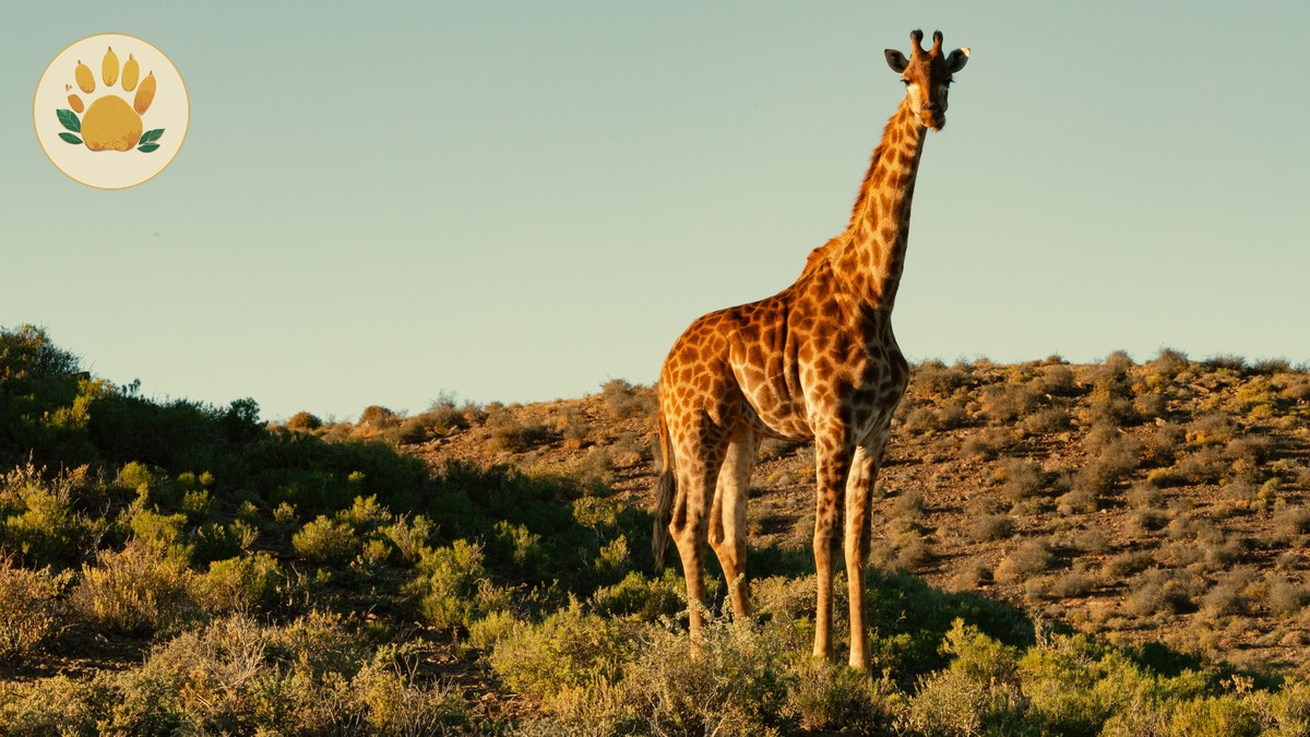 Best Backpacker Hostels in Nairobi Before Your Safari - photo 1