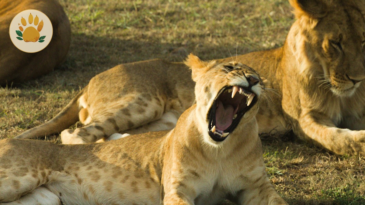Best Backpacker Hostels in Nairobi Before Your Safari - photo 2