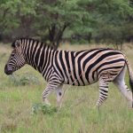 Basic Swahili Phrases for Safari Travelers