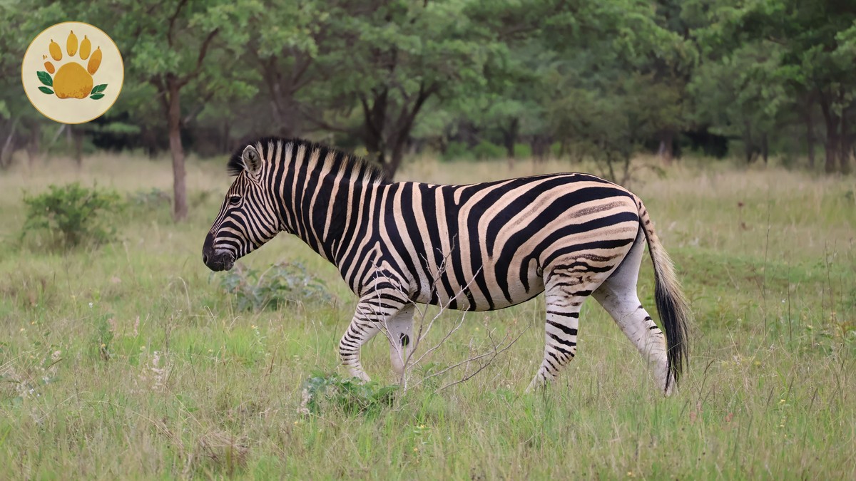 Basic Swahili Phrases for Safari Travelers