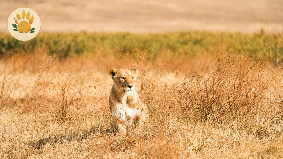 Basic Swahili Phrases for Safari Travelers - photo 1