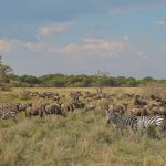 Best Month for the Wildebeest Migration Crossing