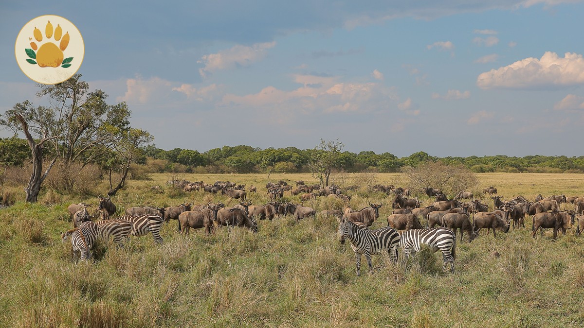 Best Month for the Wildebeest Migration Crossing