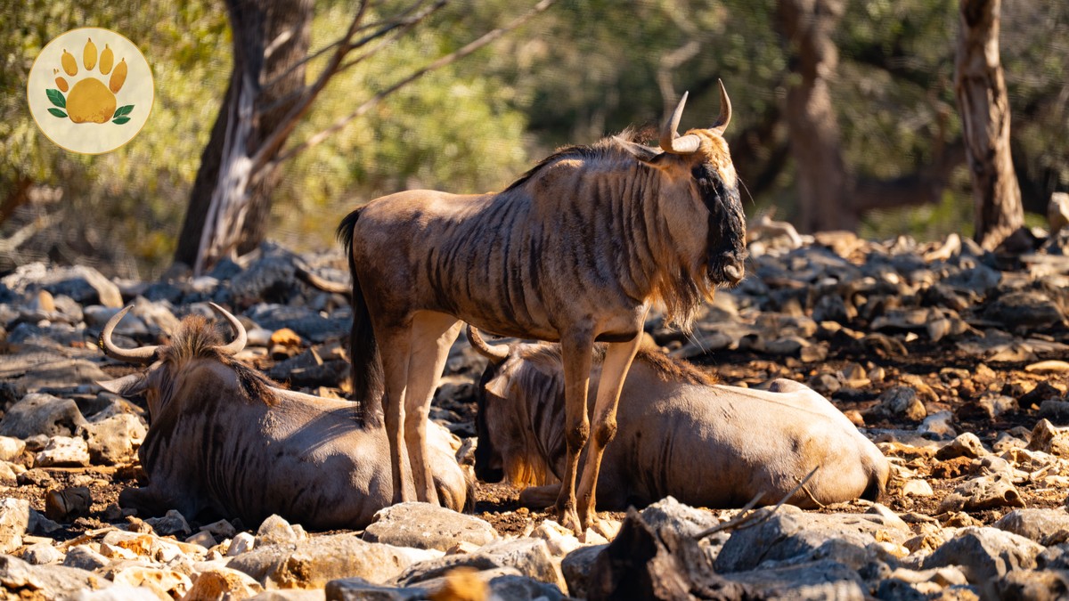 Best Month for the Wildebeest Migration Crossing - photo 1