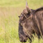 Best Time to See Predators Hunting in Kenya