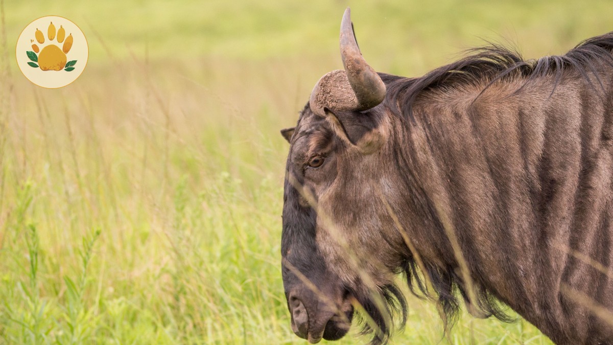 Best Time to See Predators Hunting in Kenya