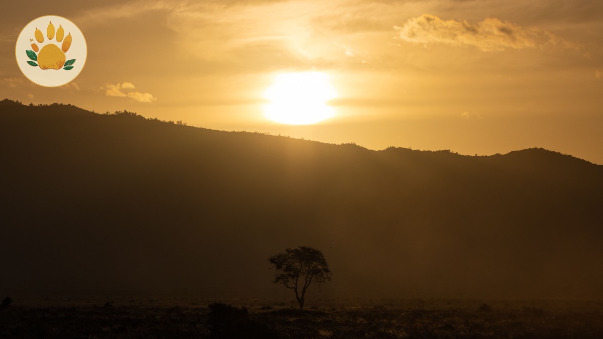 Best Time to See Predators Hunting in Kenya - photo 1
