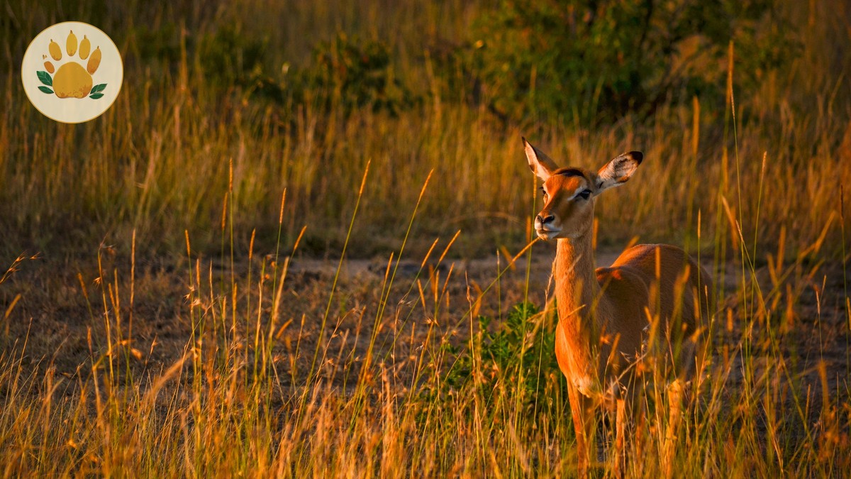 Best Time to See Predators Hunting in Kenya - photo 2