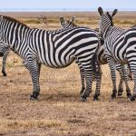 Best Time to Visit Samburu National Reserve: Month by Month