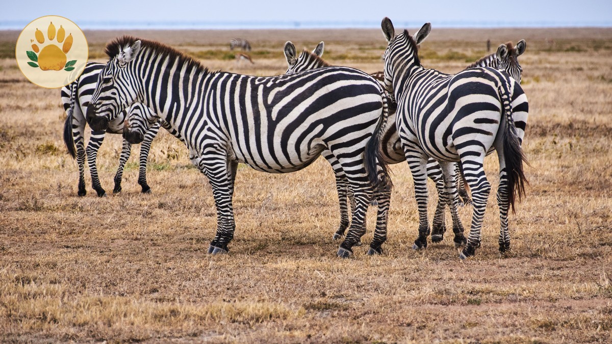 Best Time to Visit Samburu National Reserve: Month by Month
