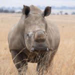 Black Rhino vs White Rhino: Kenya Field Guide