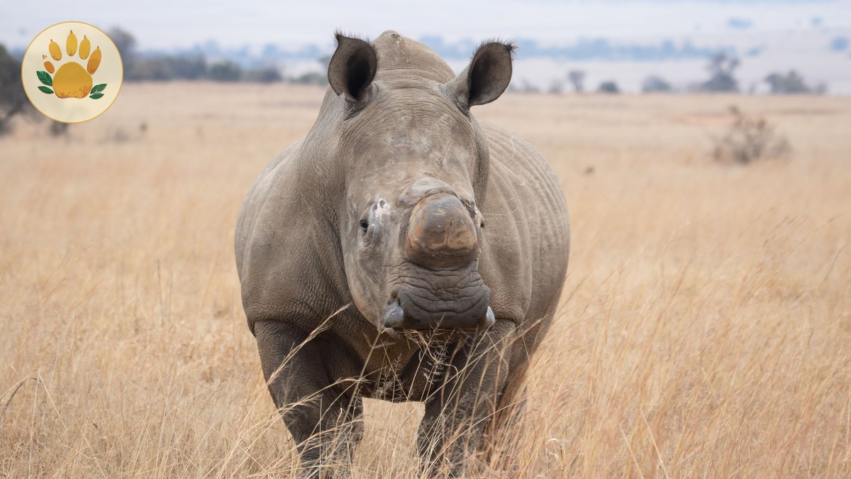 Black Rhino vs White Rhino: Kenya Field Guide