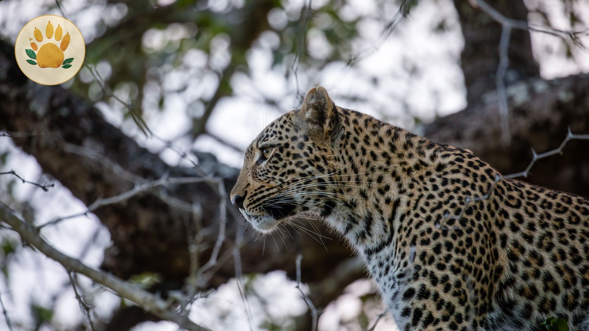 Black Rhino vs White Rhino: Kenya Field Guide - photo 1