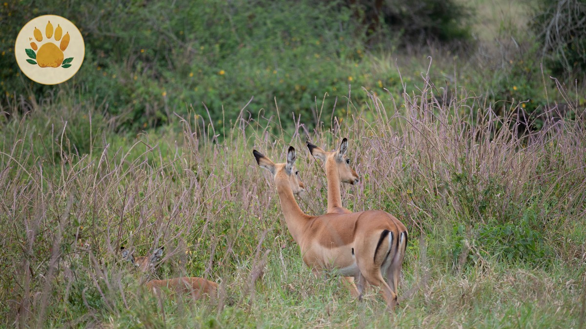 Book Direct: Kenyan Operator vs Agent, Compared