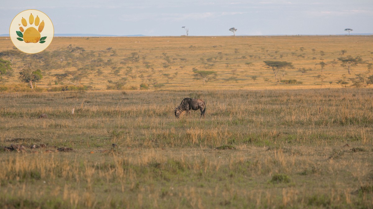 Book Direct: Kenyan Operator vs Agent, Compared - photo 1