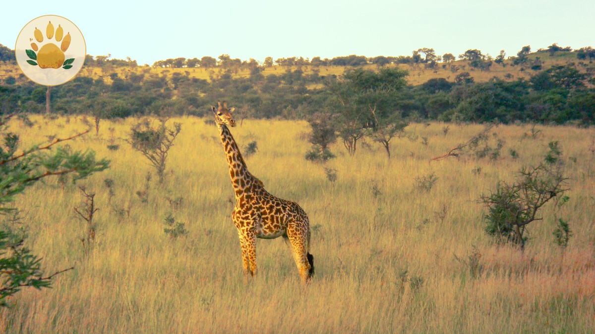 Borana Conservancy Rhino and Lion Tracking Guide - photo 1