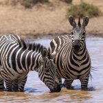Central Island National Park Kenya: Crater Lakes Guide