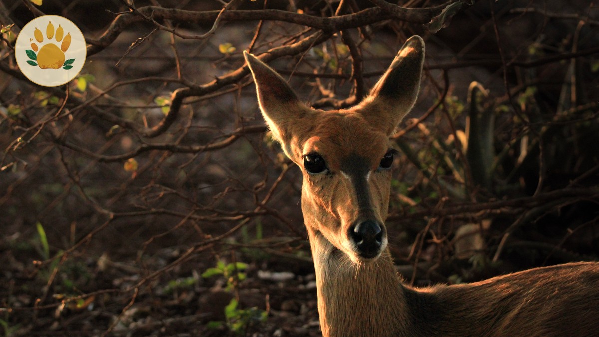 Central Island National Park Kenya: Crater Lakes Guide - photo 1