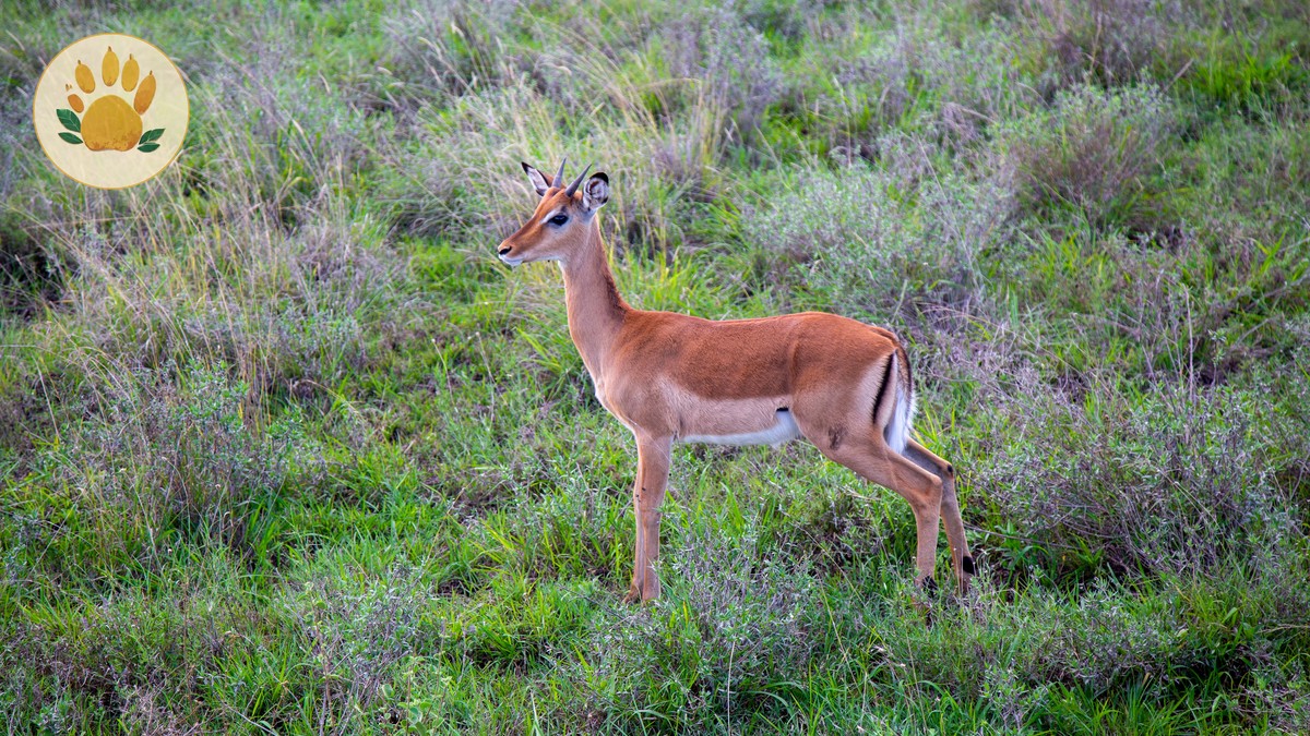 Central Island National Park Kenya: Crater Lakes Guide - photo 2
